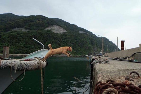 日本猫岛 幸福的猫星人-6