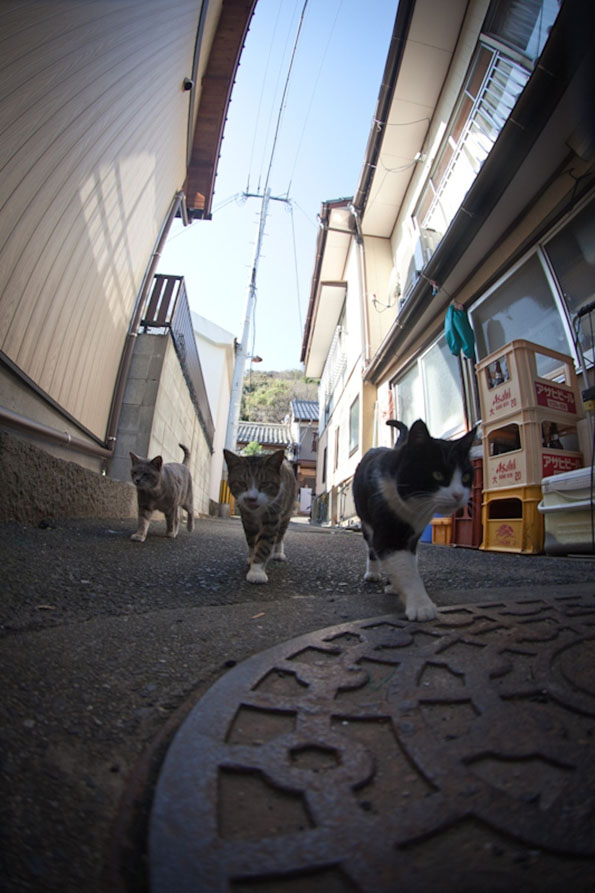 日本猫岛 幸福的猫星人-9