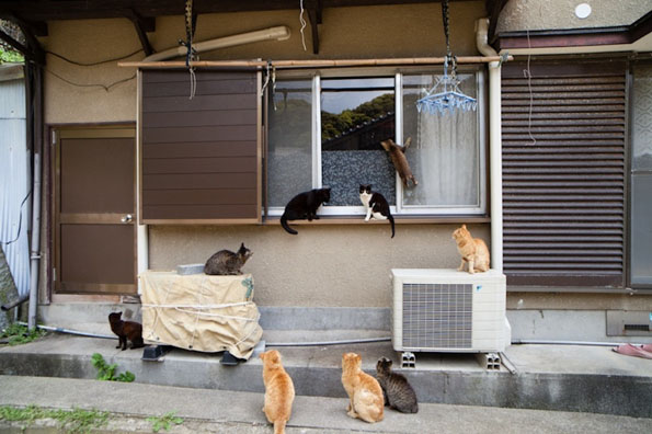 日本猫岛 幸福的猫星人-12