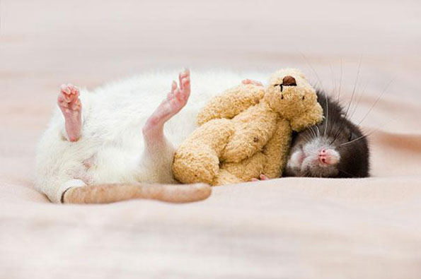 可爱的老鼠rats与它的泰迪熊朋友-1
