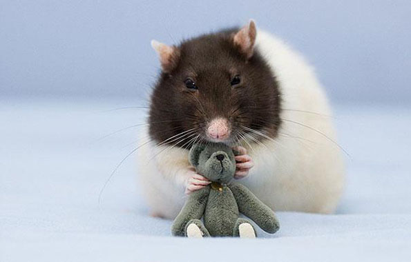 可爱的老鼠rats与它的泰迪熊朋友-2