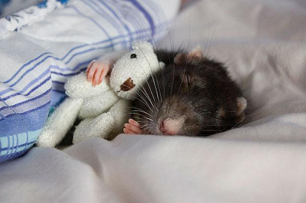 可爱的老鼠rats与它的泰迪熊朋友-4
