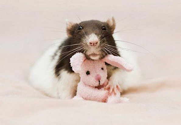 可爱的老鼠rats与它的泰迪熊朋友-6