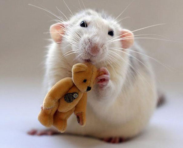 可爱的老鼠rats与它的泰迪熊朋友-9