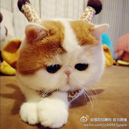 萌翻了的喵星人组图 大饼脸的异国短毛猫