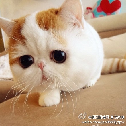 萌翻了的喵星人组图 大饼脸的异国短毛猫-2
