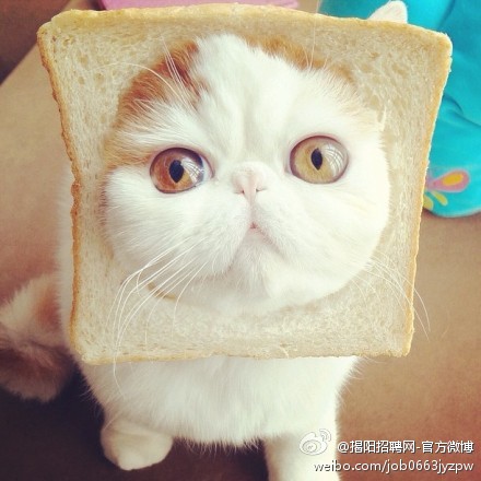 萌翻了的喵星人组图 大饼脸的异国短毛猫-3