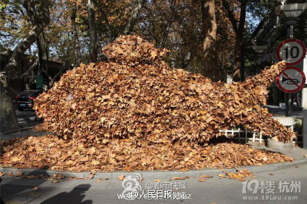 中国美院南山校区 同学用落叶堆了一座“金字塔”-1