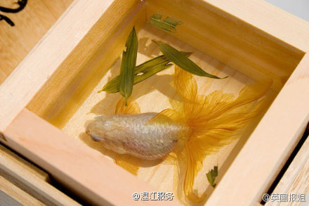 日本艺术家Riusuke Fukahori:创作的3D金鱼绘画作品欣赏-3