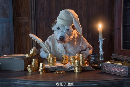 英国摄影师彼得•索普:将狗打扮成各种样子拍出照片-2