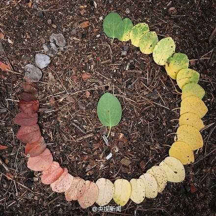 经典照片《Circle of Leaf》 用叶子来诠释生命的循环