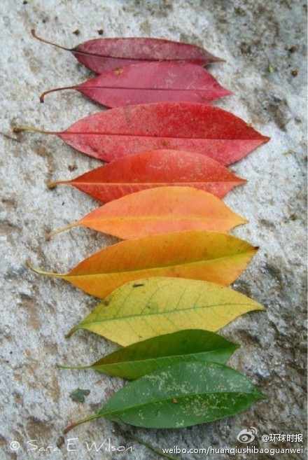 创意的多彩树叶 讲述人生的意义与不平凡-3