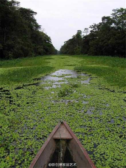 创意摄影：巴西亚马逊热带雨林的猎奇风景-2