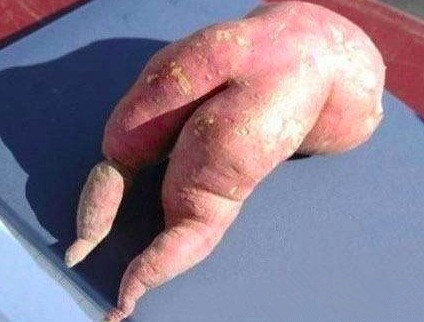 逗比的蔬菜们欢乐多 看看奇葩外形的蔬菜-4