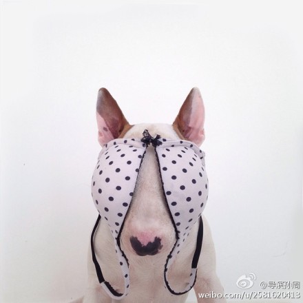 网友Rafael Mantesso用插画恶搞自己的斗牛梗狗-2