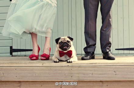 创意婚礼摄影:婚礼上的配角狗狗-1