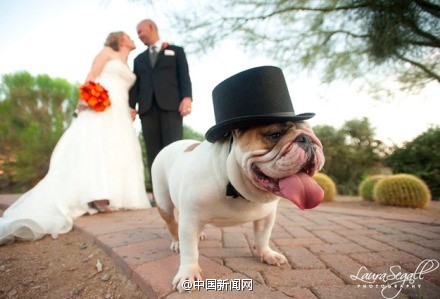 创意婚礼摄影:婚礼上的配角狗狗-2