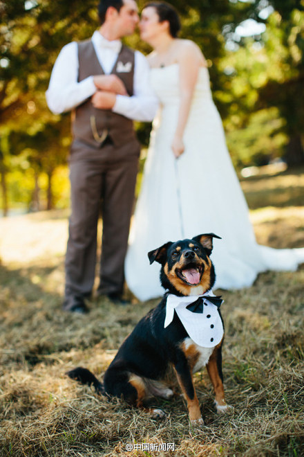 创意婚礼摄影:婚礼上的配角狗狗-3
