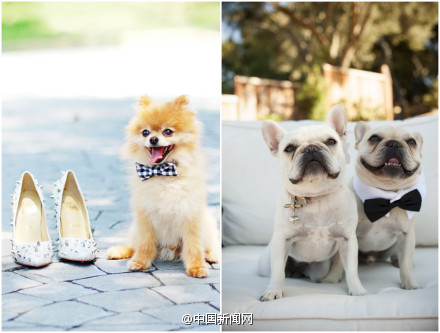 创意婚礼摄影:婚礼上的配角狗狗-4