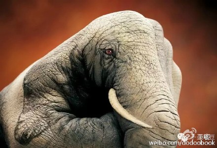 创意艺术:Guido Daniele 双手绘出栩栩如生的动物画