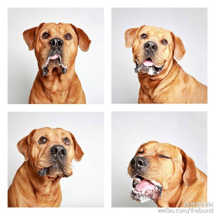 摄影师Guinnevere Shuster为犹他州动物保护协会拍摄的狗狗写真-3