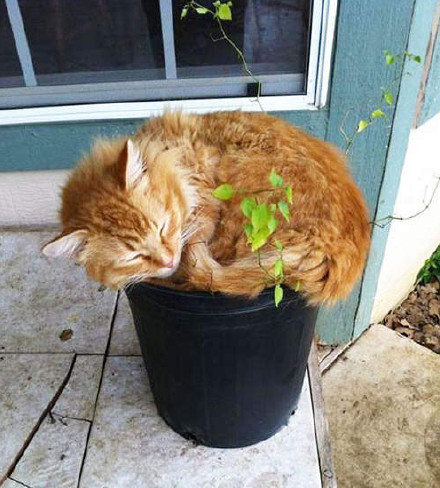 创意生活:奇特的猫花欣赏 萌萌哒