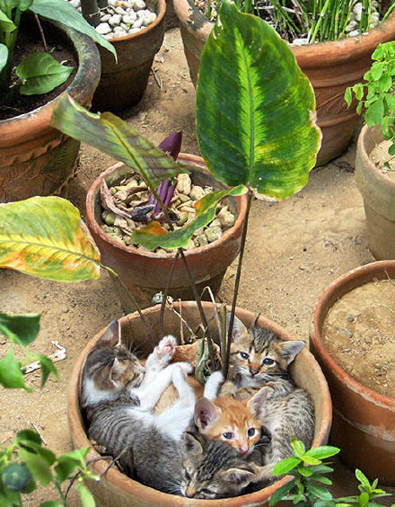 奇特的猫花欣赏-2