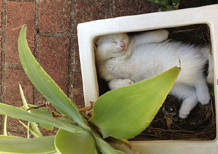 奇特的猫花欣赏-3