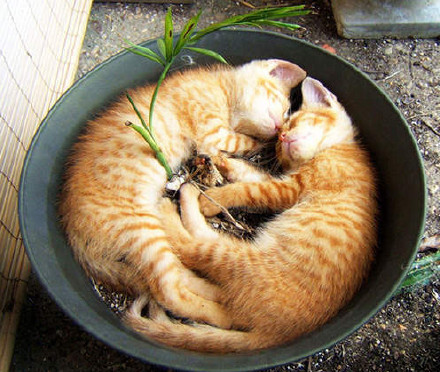 奇特的猫花欣赏-4