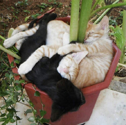 奇特的猫花欣赏-5