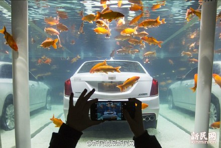 创意展览 上海惊现鱼缸内的白色卡迪拉克轿车