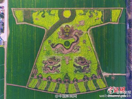 创意生活 南京农民油菜地里种出巨型“龙袍”和“双龙戏珠