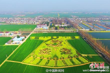 农民油菜地里种出巨型龙袍和双龙戏珠2