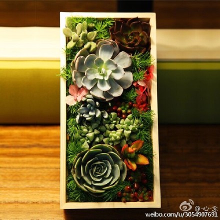 多肉植物怎么摆？多图造型欣赏-2