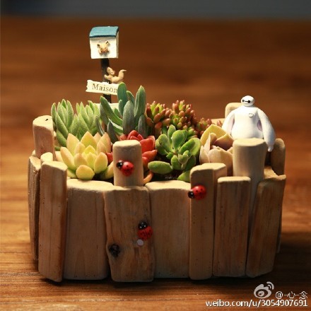 多肉植物怎么摆？多图造型欣赏-3
