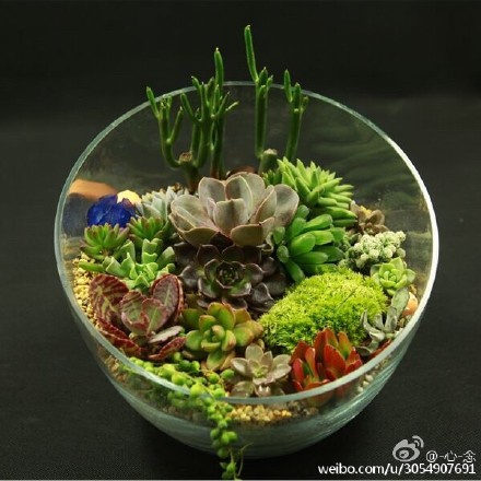 多肉植物怎么摆？多图造型欣赏-4