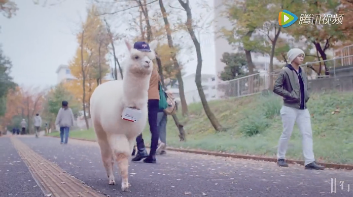 创意视频 日本邮政拍萌广告 快递员是一只羊驼
