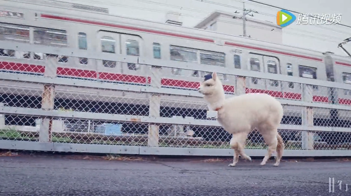 日本邮政激萌广告：如果给你送快递的是一只过分认真的羊驼
